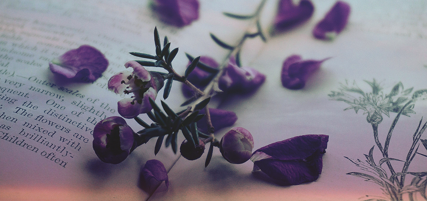 Purple blossoms and petals on open book.